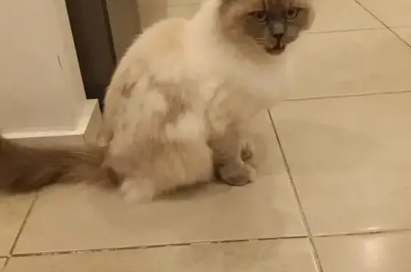 Found cat, Carlton Street, Mar...