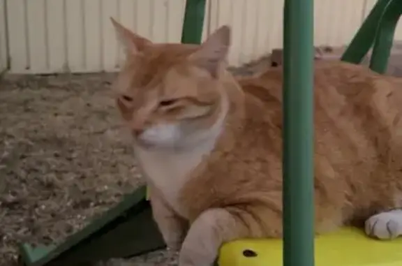 Missing cat Bayswater, photo: Lost male cat, Gossamer Avenue, Bayswater - white paws and white belly