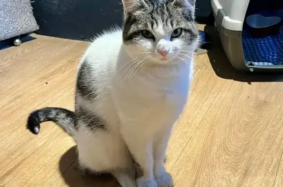 Animaux perdus Lamanon, photo: Chat perdu, Chemin du Mistral, Lamanon - Mimi traîne une patte arrière