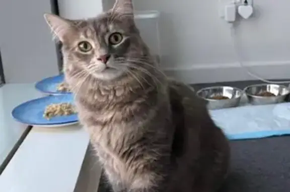 Missing cat Rochedale, photo: Lost female cat, Balloch Street, Brisbane - grey fluffy with yellow-green eyes