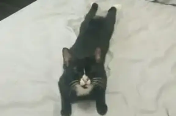 Missing cat Hougang, photo: Lost female cat, Woodlands Rise, 785, Hougang - black with stump tail