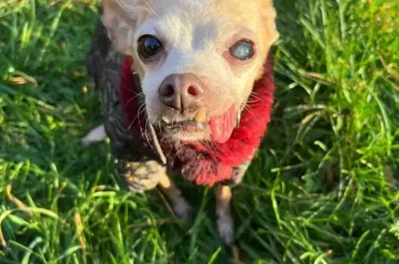 Зник собака, Марганецька вулиц...