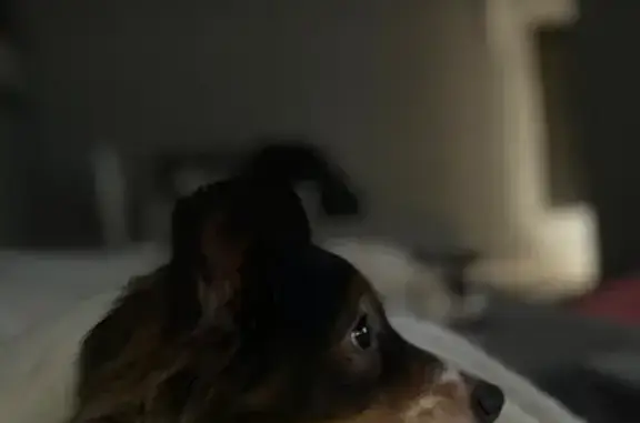 Perdido perro masculino, El Viso del Alcor, Sevilla - photo