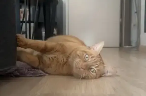 Animaux perdus Vannes, photo: Chat perdu, Résidence Perceval, 40, Vannes - femelle