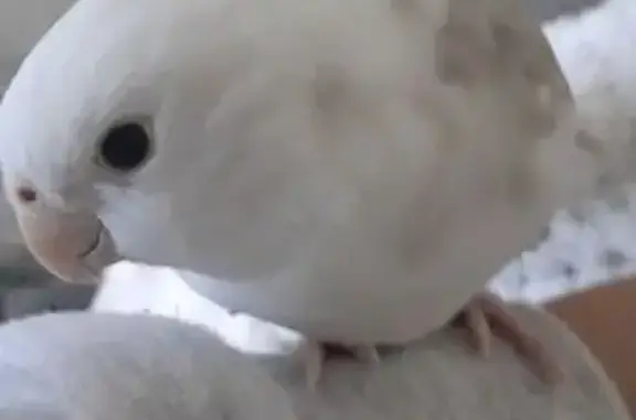 Lost bird, City of Adelaide, Adelaide - white cockatiel named Coco - photo