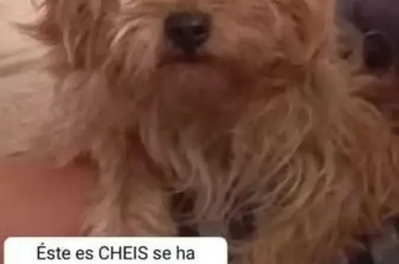 Perdido perro macho, Lugar Fuentita, 18, Puerto del Rosario - photo