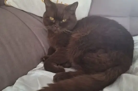 Chat perdu, Pont-Saint-Martin, photo: Chat perdu, Rue des Chevreuils, Pont-Saint-Martin - yeux jaunes