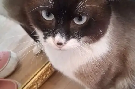 Chat perdu, Rue Mauconseil, Fontenay-sous-Bois - yeux bleus - photo