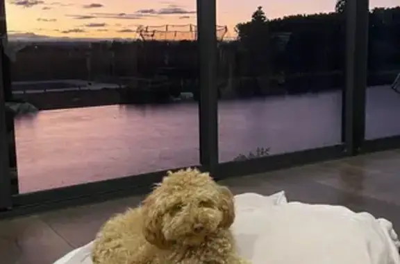 Lost pets Liverpool, photo: Lost male dog, Blue Gum Avenue, City of Campbelltown - gentle and curly