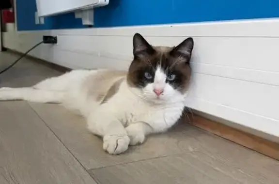 Chat trouvé Le Buisson-de-Cadouin, photo: Trouvé Chat mâle, Rue Francis Blanche, 4, Saint-André-lez-Lille - pelage beige, yeux bleus