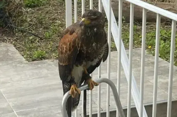 Animaux trouvés Paris, photo: Oiseau trouvé, Paris (ff588544)
