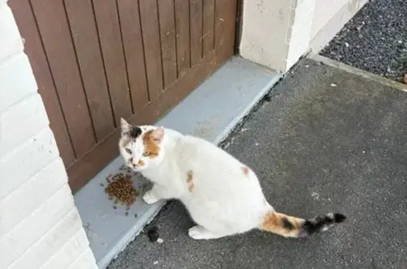 Chat trouvé Châlons-en-Champagne, photo: Chat trouvé, Châlons-en-Champagne, Lyon - blanc avec taches