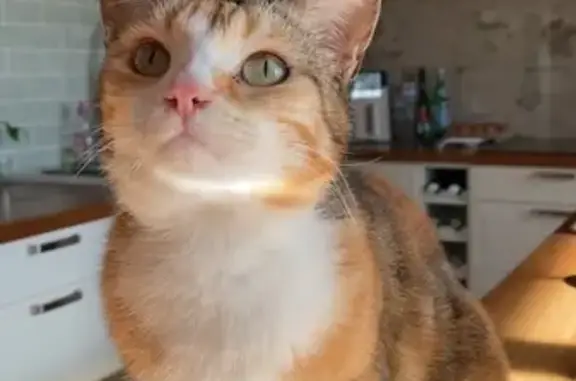 Chat perdu, Seiches-sur-le-Loir, photo: Chat perdu, Rue Maréchal Foch, Seiches-sur-le-Loir - chatte tricolore petite