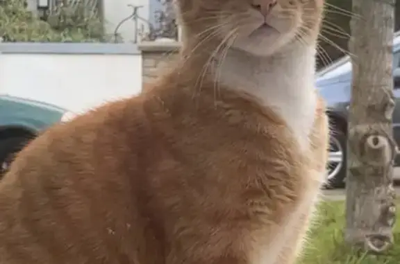 Chat perdu, Le Portel, photo: Perdu Chat mâle, Rue Roland Dorgeles, Le Portel - roux avec yeux verts ou gris