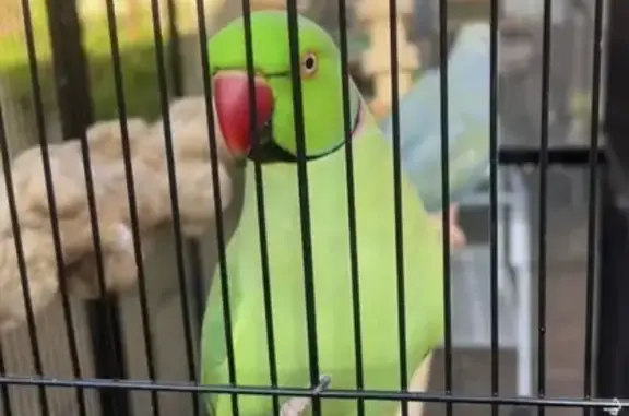 Lost male bird, Keon Street, Darebin - Green Indian ring neck - photo
