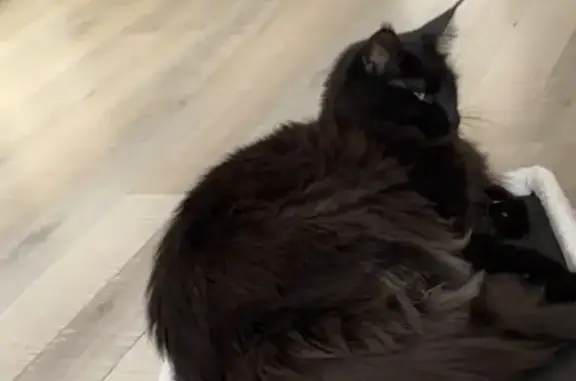 Chat perdu, Montigny-lès-Metz, photo: Perdu chat mâle, Rue de Pont-à-Mousson, Montigny-lès-Metz - Maine coon noir