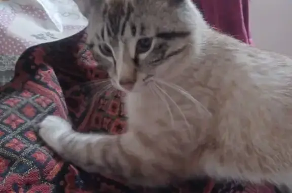 Perdido gato masculino, Sa Pobla, Palma - recien castrado - photo