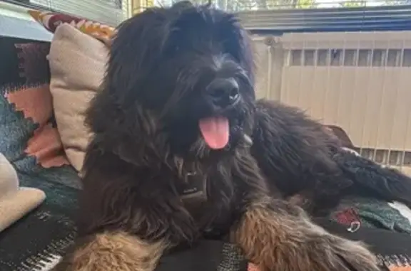 Perdu Chien, Route Départementale de la Seyne À Six- Fours, 920, La Seyne-sur-Mer - noir pâtes marrons claires - photo