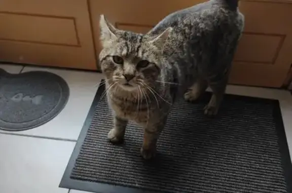 Chat trouvé Compiègne, photo: Chat trouvé, Compiègne, Hauts-de-France - mâle tigré marron et noir