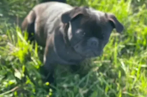 Lost male dog, Southside Drive, 6410, Louisville - all black pug - photo