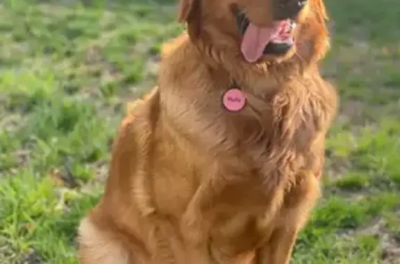 Lost dog, Troy, Missouri - female Golden Retriever - photo
