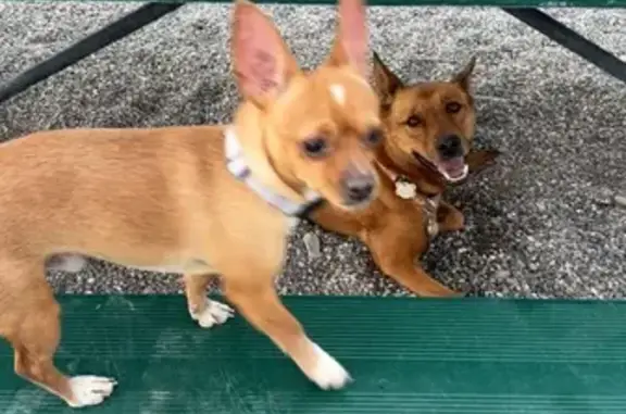 Lost male dog, 157 North, 3696, Rigby - tan Chihuahua with big ears - photo