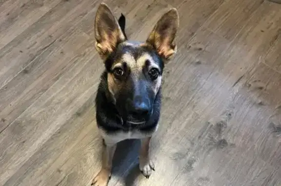 Lost Female Dog, North Railroad Street, Selmer - black and tan - photo