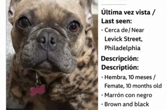 Lost female dog, Levick Street, 4821, Philadelphia - black with coffee - photo