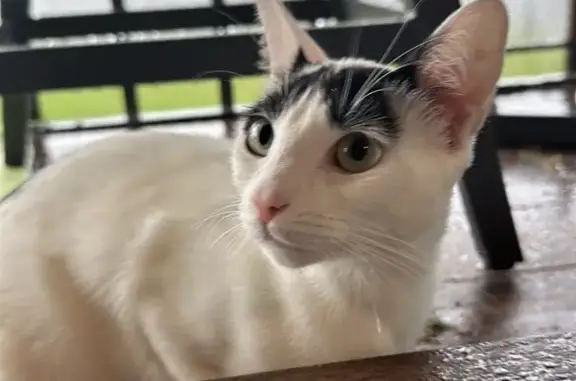 Lost female cat, Anniston Road, Jacksonville - white with black markings - photo