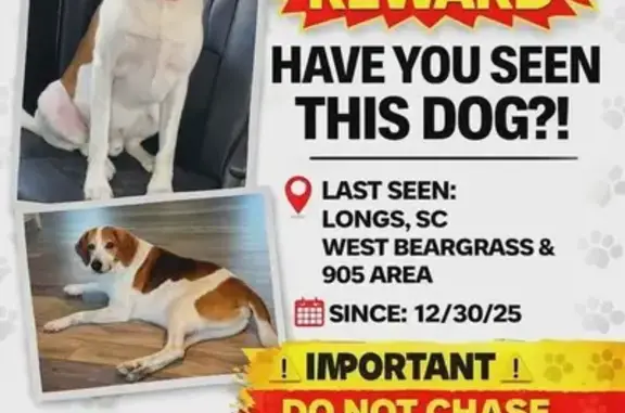 Lost Male Dog, Saint Ives Road, Conway - large hound with distinct markings - photo