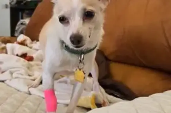 Lost female dog, Bluff Drive, Florissant - cream/fawn Chihuahua mix - photo