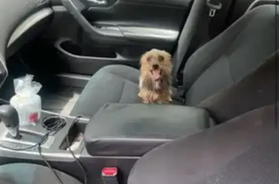 Missing dog Baton Rouge, photo: Lost male dog, Breeden Drive, Baton Rouge - black and tan