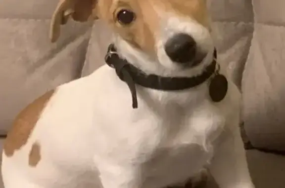 Зник собака, пр.Волі та вул. Ш...