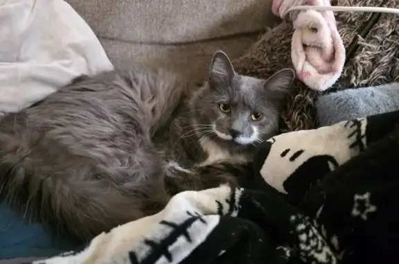 Lost and found pets Tucson, photo: Lost male cat, West Didion Drive, Tucson - distinctive white mustache