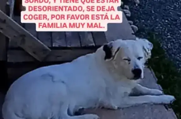 Perdido perro masculino, Lugar Viladonega, 3, Lugo - blanco con manchas negras - photo