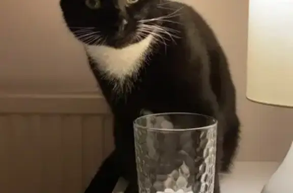 Lost male cat, Elm Lane, Earley - timid with white bib - photo