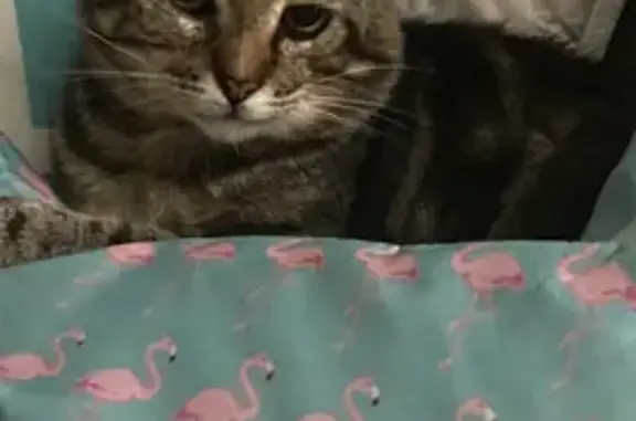 Missing cat Mechanicsville, photo: Lost Male Cat, Atlee Road, Mechanicsville - Brown tabby with lazy left eye