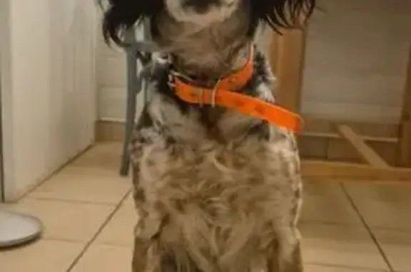 Chien perdu, Route du Boulay, 215, Gambais, Paris - photo