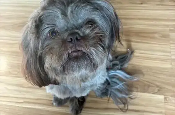 Lost male dog, Crater Lake Avenue, Medford - photo