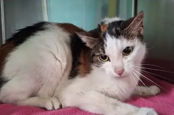 Animaux trouvés Villebon-sur-Yvette, photo: Trouvé Chat Femelle, Rue de la Fontaine d'Yvette, Villebon-sur-Yvette - 7 ans, noir blanc marron tachetée