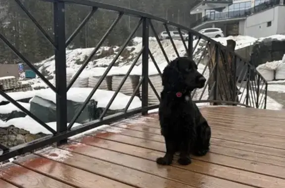 Зник собака, чоловічий, вулиця Степана Витвицького, Івано-Франківськ - чорний спанієль - photo