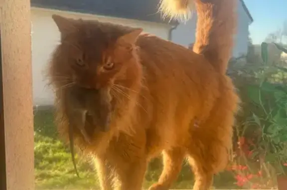 Perdu chat, Rue du Haut Bourg, Saint-Sulpice-de-Pommeray - somali rousse - photo