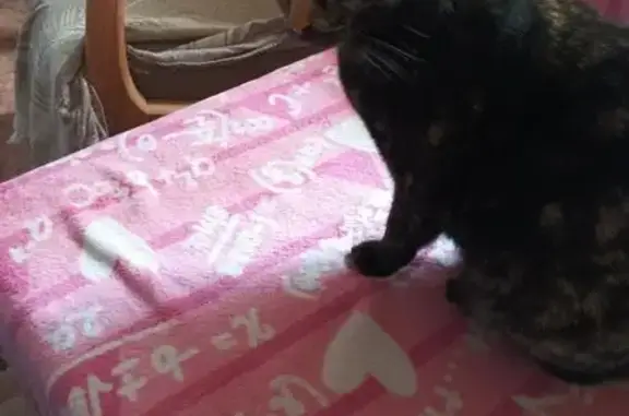 Perdido gato hembra, Carrer de la Vega, Quart de Poblet - rabo quebrado - photo