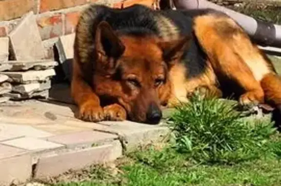 Зник собака, Патлаївка, Полтав...