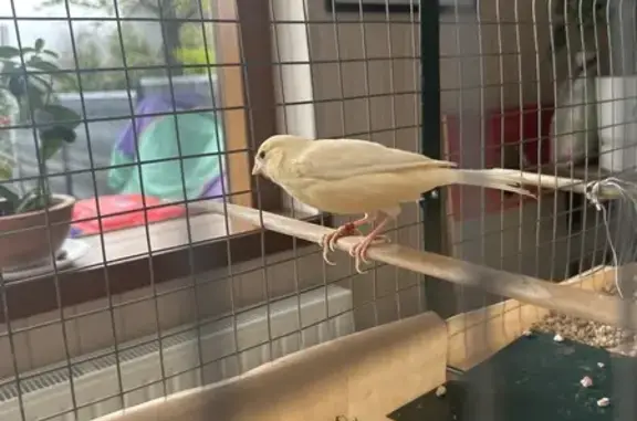 Animaux trouvés Redon, photo: Trouvé oiseau mâle, Rue de la Rive, 5, Redon - canari jaune pale et orangé