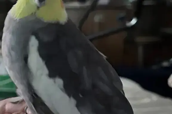 Lost and found pets Salt Lake City, photo: Lost female bird, South 2775 West, Salt Lake City - grey cockatiel