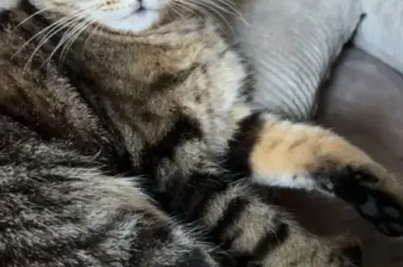 Chat perdu, Nîmes, photo: Chat perdu, Route d'Avignon, Nîmes - mâle castré avec queue incomplète