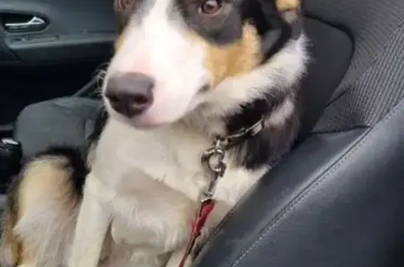 Chien trouvé Vertus, photo: Trouvé Chien type border collie, Blancs-Coteaux, Vertus