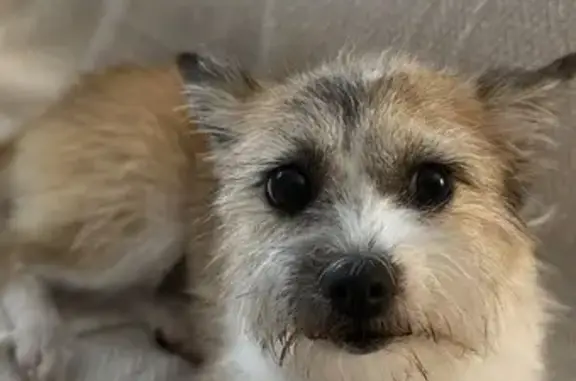 Perdido perro hembra, Calle Gorrión, 13, El Ejido - marrón y blanca - photo