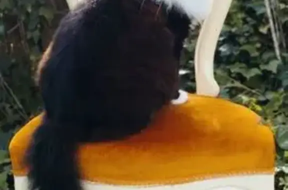 Perdido gato masculino, Urbanización El Franquillo II, La Adrada - negro con manchas blancas - photo